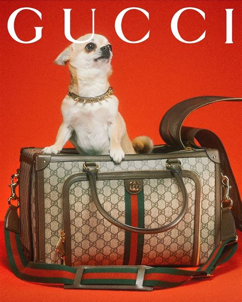 gucci bag with dog design|new Gucci pet collection.